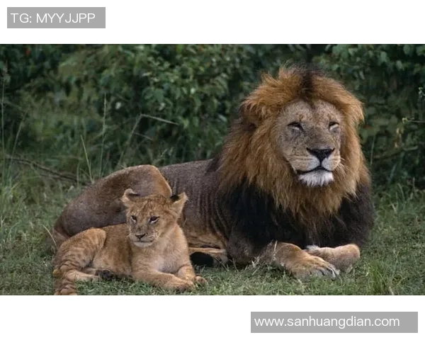 小狮王的成长之路：勇气与友情交织的冒险故事